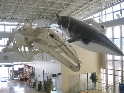 ４．鯨賓館ミュージアム