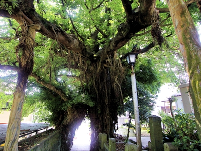 13．あこう樹（奈良尾神社）
